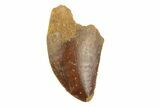 Serrated, Juvenile Carcharodontosaurus Tooth #249437-1